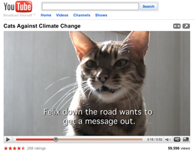 Campaigning Cat